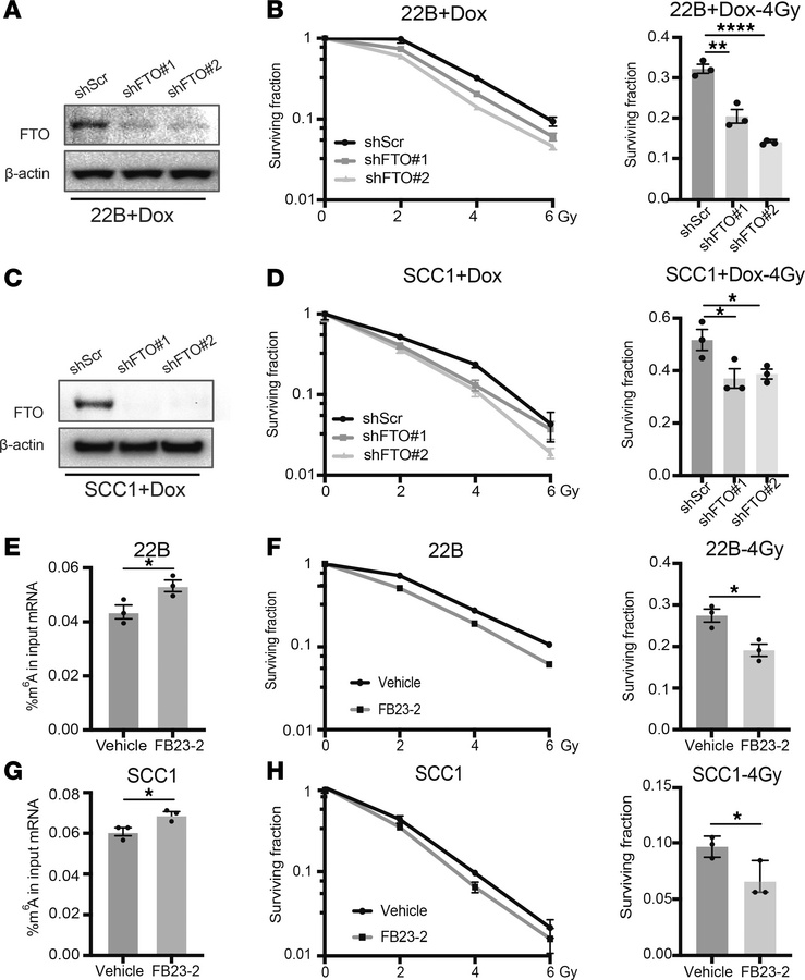 FTO inhibition enhances the radiosensitivity of HPV– HNSCC cells.
(A–D) ...