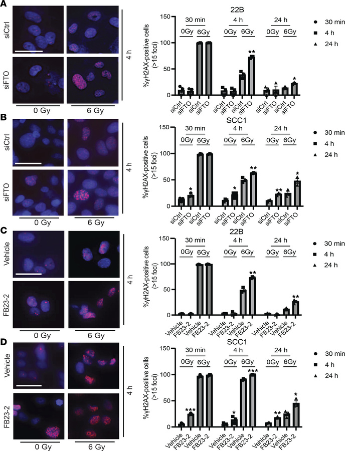 FTO inhibition results in persistent DNA damage in HPV– HNSCC cells afte...