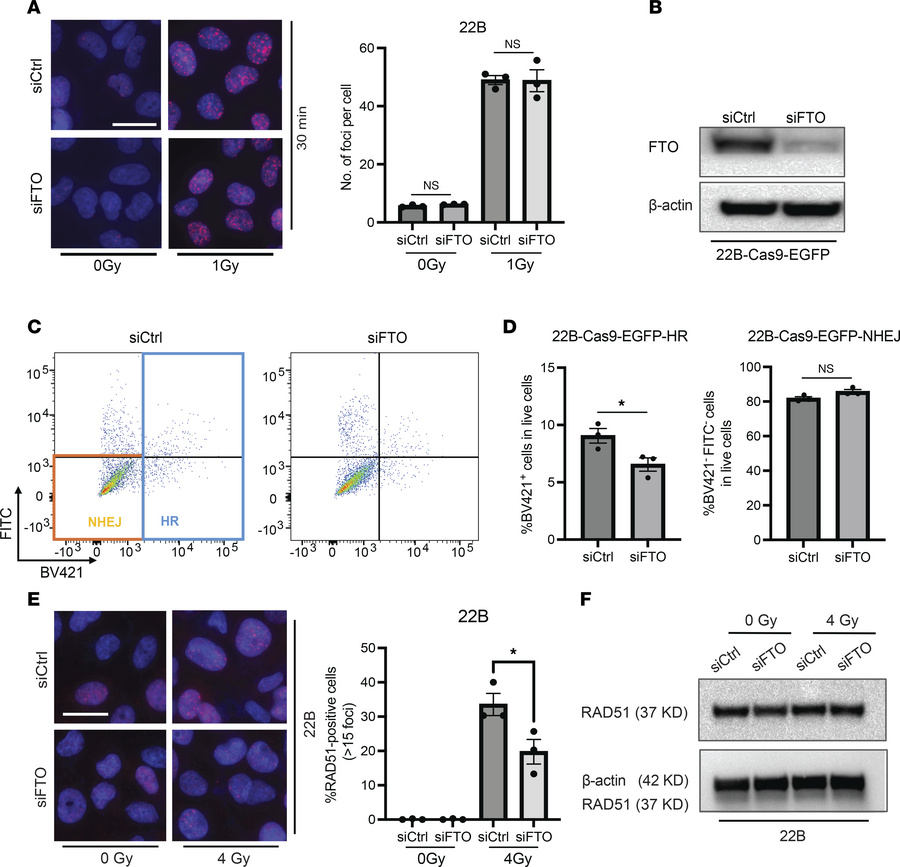 FTO knockdown reduces the efficiency of homologous recombination in huma...