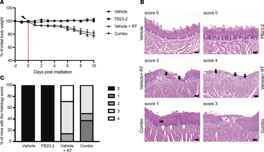 FTO inhibition does not increase radiation-induced oral mucositis.
(A) P...