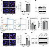 FTO knockdown reduces the efficiency of homologous recombination in human H