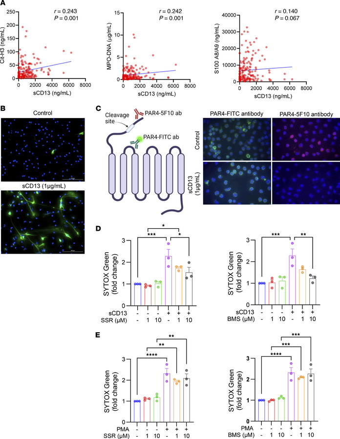 sCD13 correlates with NETosis-associated markers in patients with COVID-...