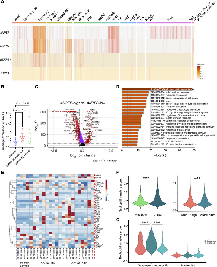 Cells expressing CD13, MMP14, B1R, and PAR4 are present in lungs in pati...