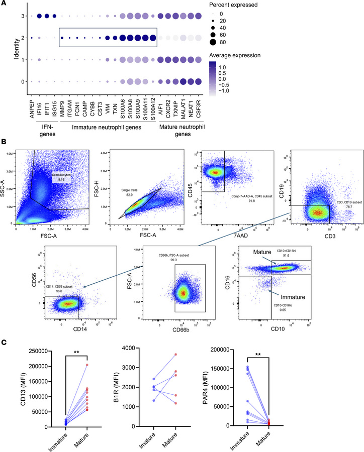 Divergent CD13 expression is observed in mature and immature neutrophils...