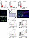 sCD13 correlates with NETosis-associated markers in patients with COVID-19