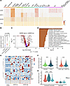Cells expressing CD13, MMP14, B1R, and PAR4 are present in lungs in patient
