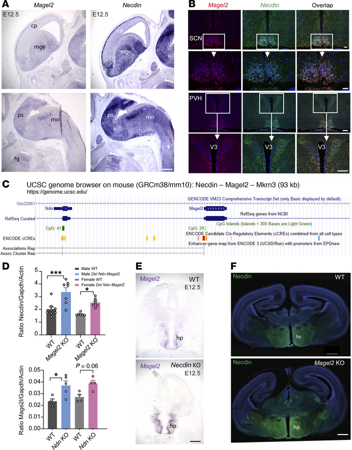 Coexpression and coregulation of Necdin and Magel2 genes in the mouse br...