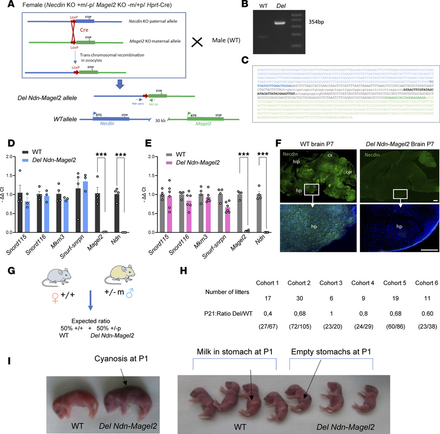 Construction and validation of the Del Ndn-Magel2 mouse model.
(A) Strat...