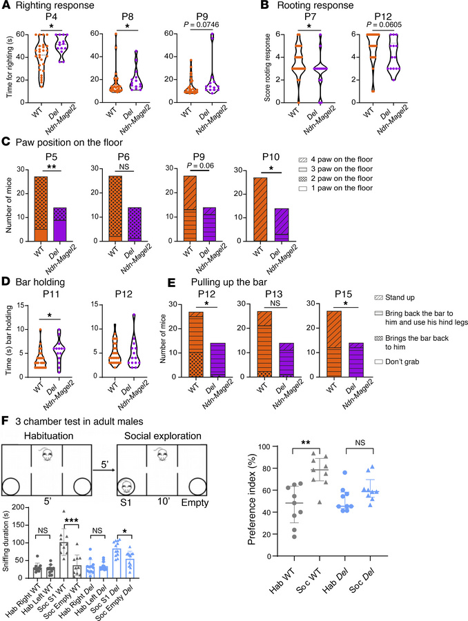 
Del Ndn-Magel2 mice display early sensory alterations and social explor...