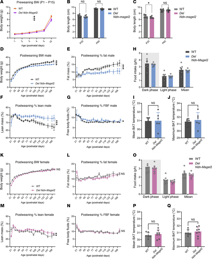 Sexually dimorphic effects of Magel2 and Necdin deficiencies on growth c...