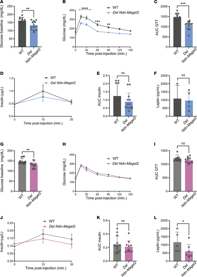 The combined loss of Magel2 and Necdin alters glucose metabolism in male...