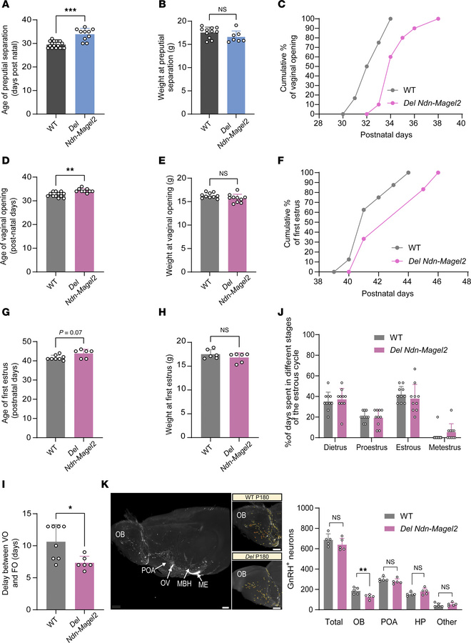 Delayed the onset of puberty in Del Ndn-Magel2 mice.
(A and B) Age and w...