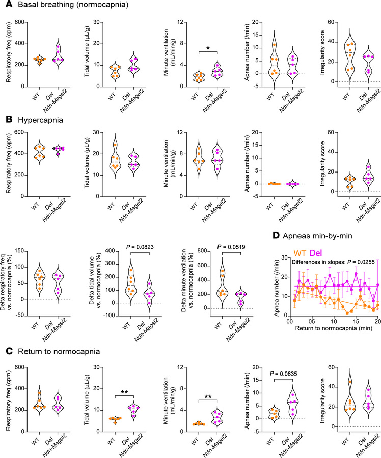 Increased ventilation and posthypercapnic apneas in Del Ndn-Magel2 mice....