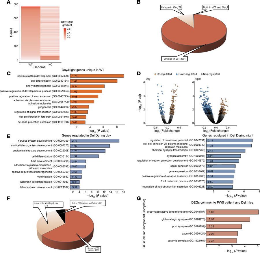 Transcriptomic analysis of genes that are dysregulated in the hypothalam...