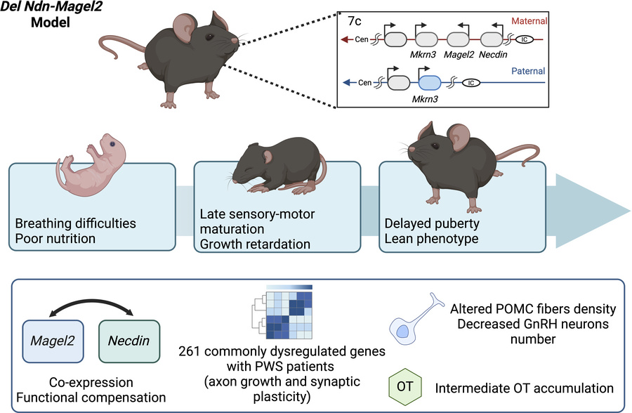 graphical abstract