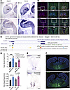 Coexpression and coregulation of Necdin and Magel2 genes in the mouse brain
