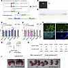 Construction and validation of the Del Ndn-Magel2 mouse model.