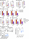 Del Ndn-Magel2 mice display early sensory alterations and social exploratio