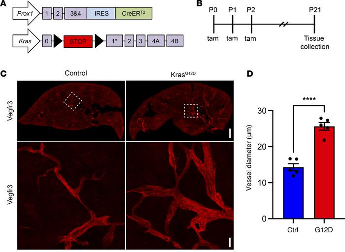 Pulmonary lymphatic vessels are enlarged in KrasG12D mice.
(A) Schematic...