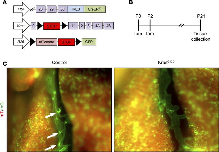 KrasG12D impairs lymphatic valve development.
(A) Schematics of the Flt4...