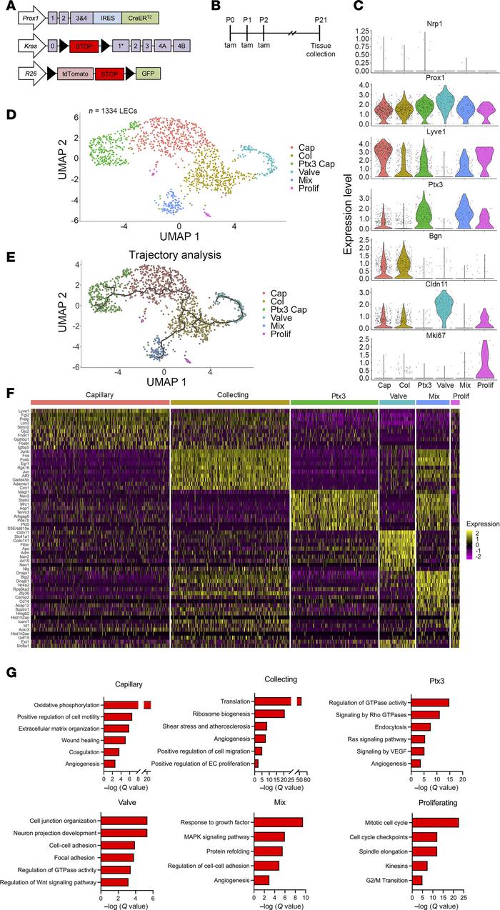 The cellular and transcriptional profile of pulmonary LECs in control mi...