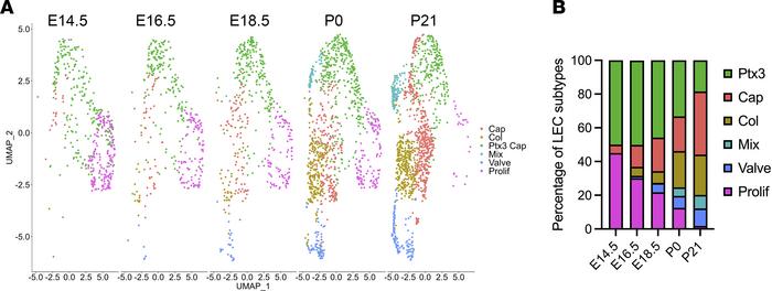 Temporal mapping of the pulmonary LEC landscape.
(A) UMAPs showing the p...