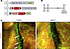 KrasG12D impairs lymphatic valve development.