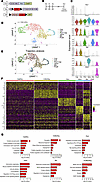 The cellular and transcriptional profile of pulmonary LECs in control mice
