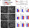 Temporal sensitivity of lymphatic vessels to KrasG12D.