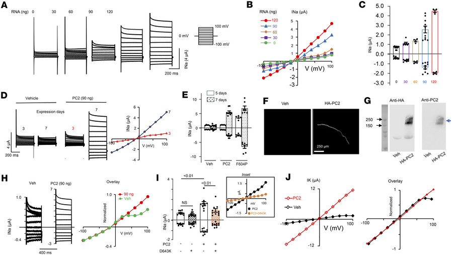 WT PC2 expresses currents in Xenopus oocytes.
(A) Currents in Xenopus oo...