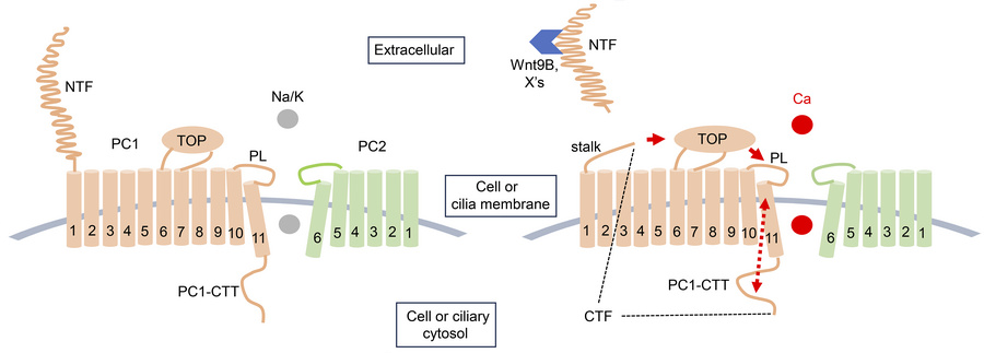 Working model for Wnt9B action of heteromeric PC1/PC2 channel.
PC1 conta...