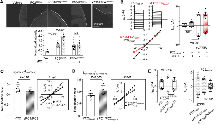 GOF mutation F604P-PC2 mutant is different from WT PC2.
(A) Representati...