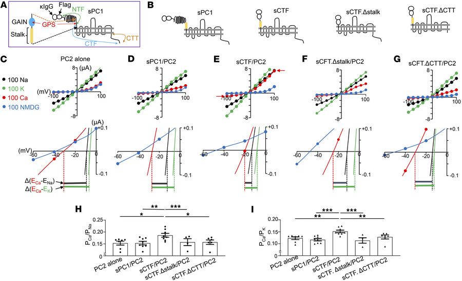 Removal of N-terminus of PC1 at GPS site increases Ca2+ permeability of ...