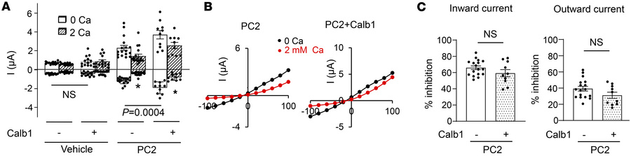 Effect of calbindin-1 (Calb1) on PC2 current and external Ca2+-induced c...
