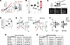 PC1 increases surface expression and K+ permeability of PC2.