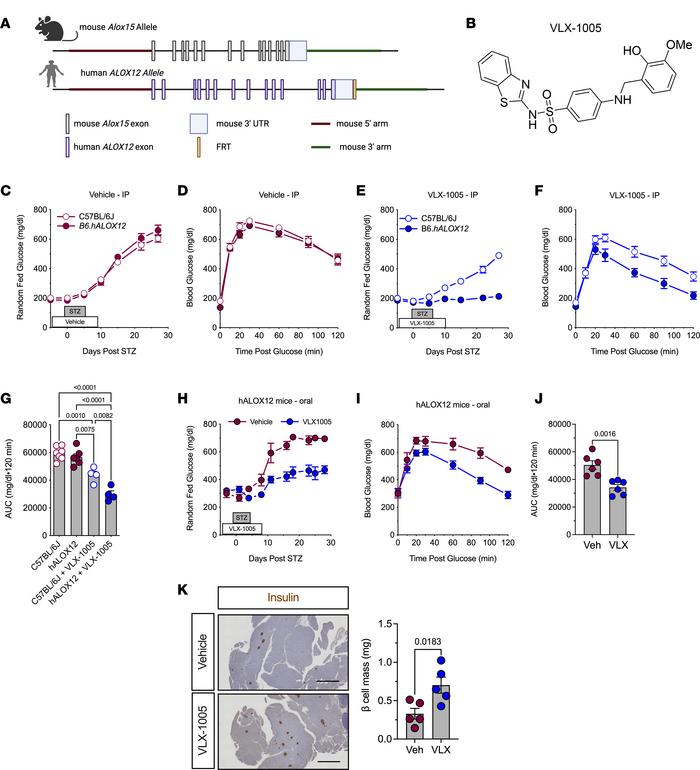 12-LOX inhibition protects against streptozotocin-induced diabetes.
C57B...