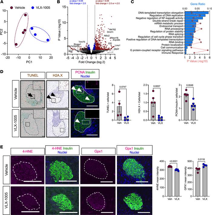 VLX-1005 decreased β cell death, proliferation, and oxidative stress in ...