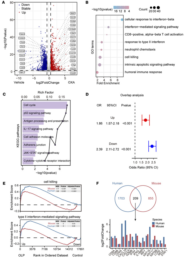Comparative transcriptome analysis reveals similarities between mouse OL...