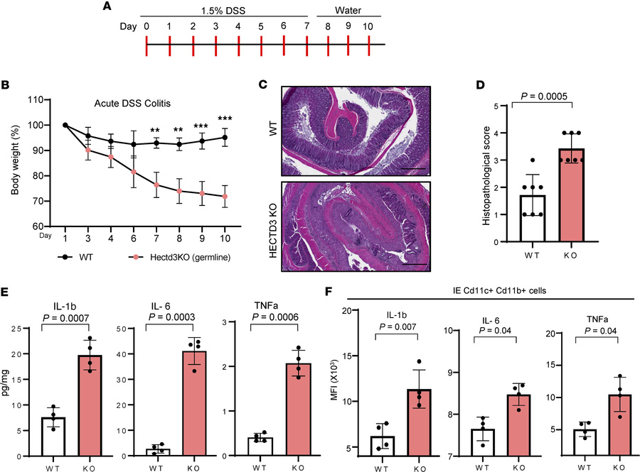 HECTD3-KO mice develop more severe disease in the DSS-induced colitis mo...