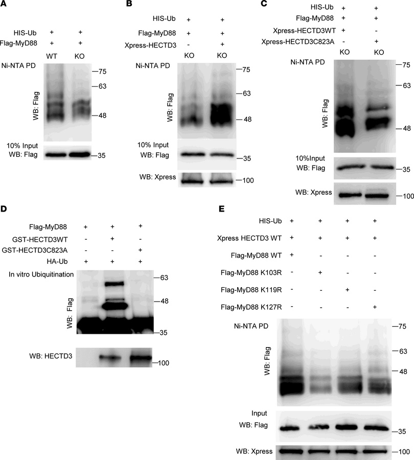 Molecular details of HECTD3-dependent ubiquitination of MyD88.
(A) Anti-...