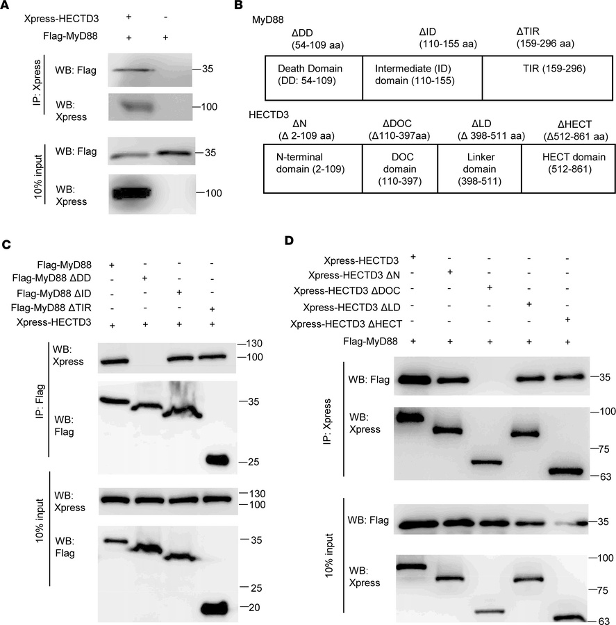 MyD88 death domain and HECTD3 DOC domain mediate the interaction between...