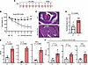 HECTD3-KO mice develop more severe disease in the DSS-induced colitis model