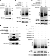 Molecular details of HECTD3-dependent ubiquitination of MyD88.