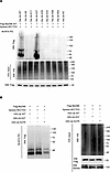 HECTD3 promotes polyubiquitination of MyD88 through K27-linked chains.