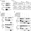 MyD88 death domain and HECTD3 DOC domain mediate the interaction between My