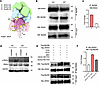 Absence of HECTD3 causes increased MyD88-IRAK4 interaction and IRAK4 phosph