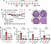 Inhibition of MyD88 activity rescues the exacerbation of DSS colitis in HEC