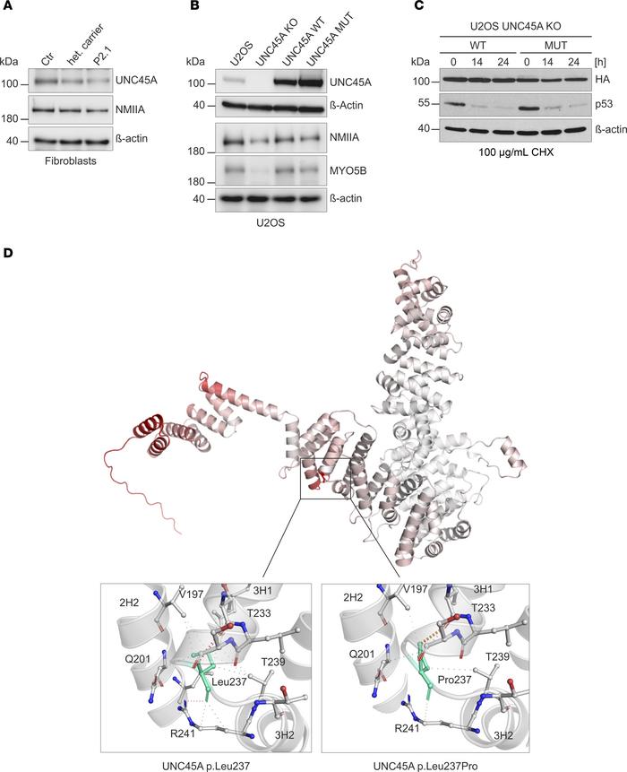 Analysis of UNC45A p.Leu237Pro variant expression, stability, and in sil...