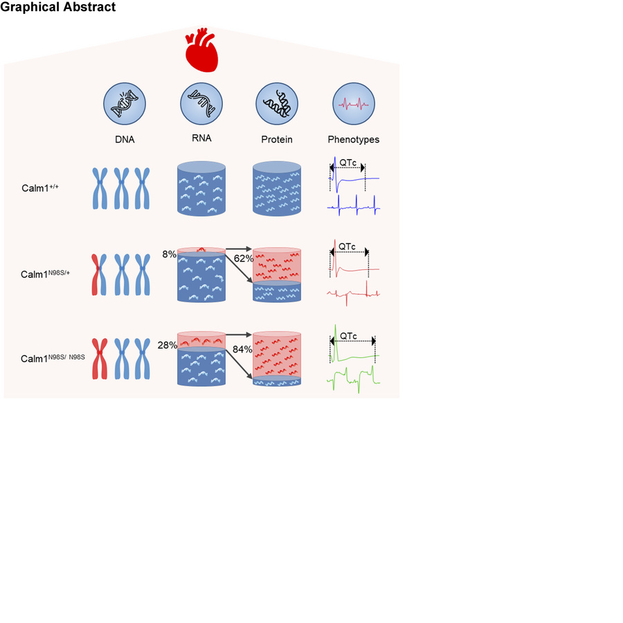 graphical abstract