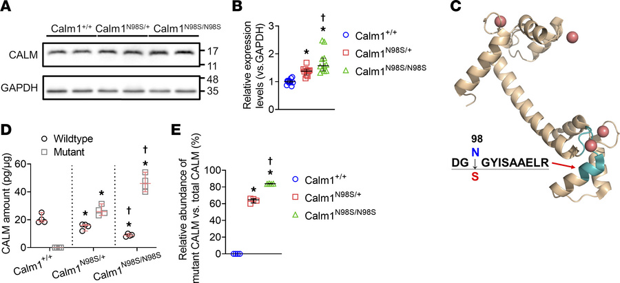 Assessment of total and mutant CALM protein expression.
(A) Whole Wester...